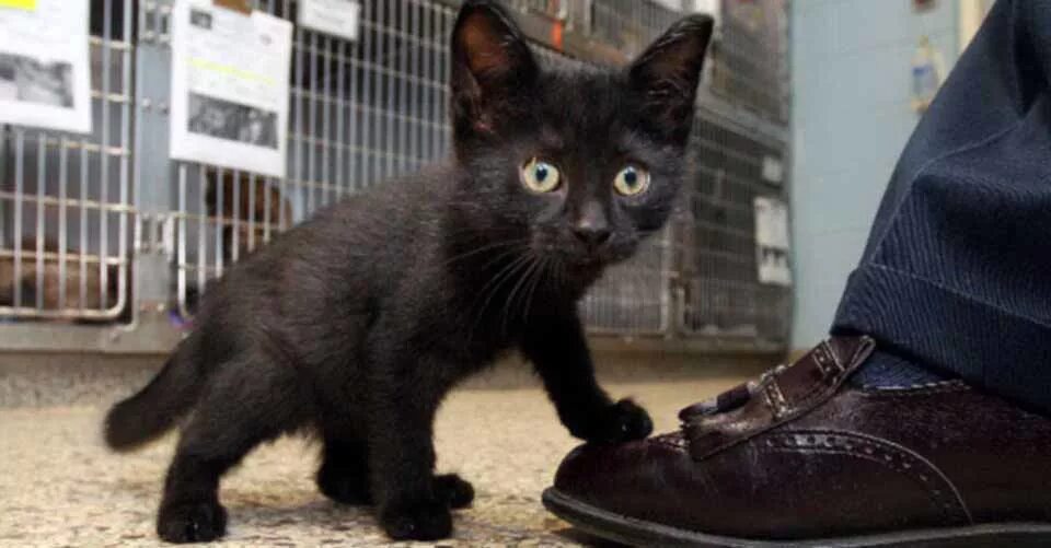 Cat start. Серый кот в доме приметы. german cat.