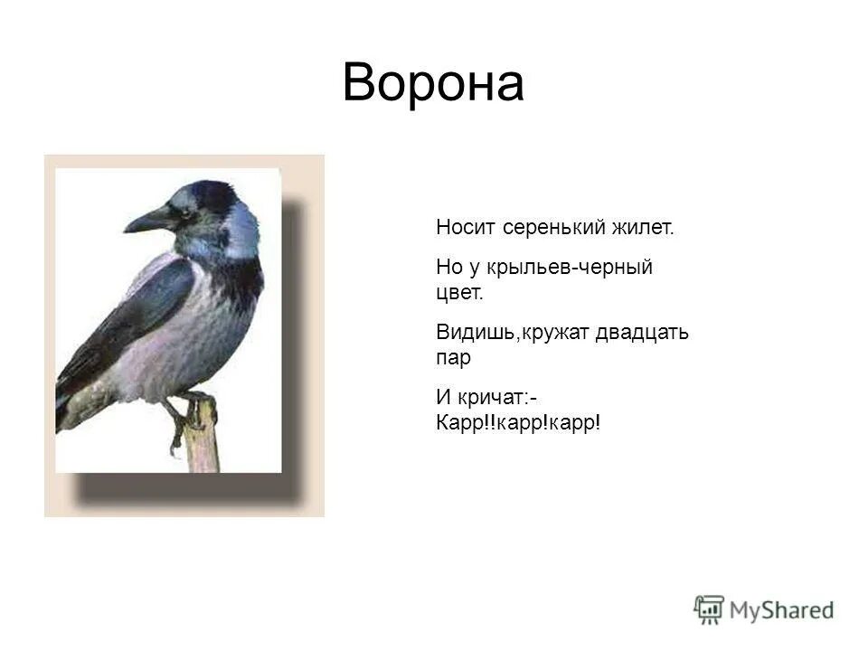 Сочинить стих про ворону 3. Стихотворение про ворону. Сочинить стих про ворону 3. Загадка про ворона. Загадка про ворону.