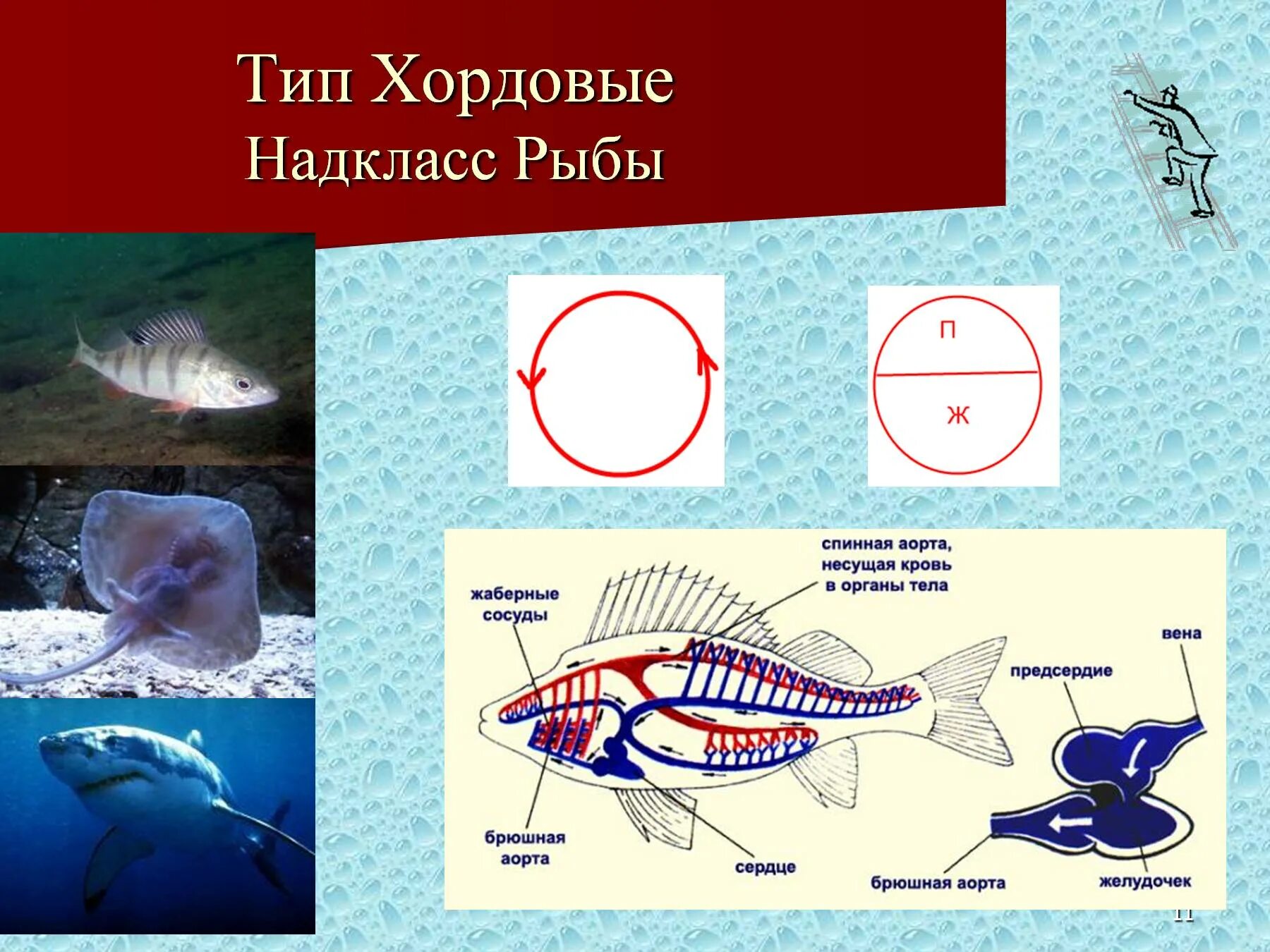 Какая кровь у хордовых. Тип Хордовые рыбы кровеносная система. Надкласс рыбы кровеносная система. Тип Хордовые Надкласс рыбы. Тип Хордовые Подтип позвоночные Надкласс рыбы.