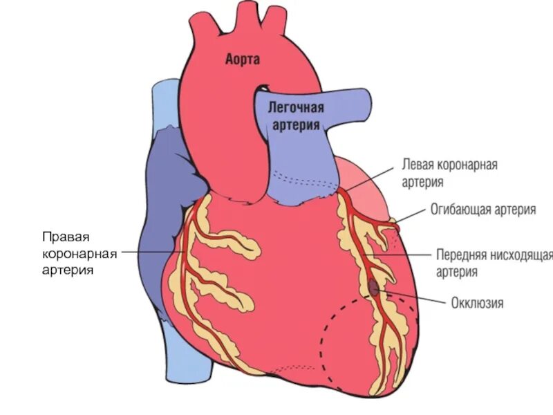 Презентация коронарная недостаточность. Патогенез коронарной недостаточности. Стадии левожелудочковой хронической сердечной недостаточности. Коронарная недостаточность левого желудочка. Анатомия артерий сердца человека.
