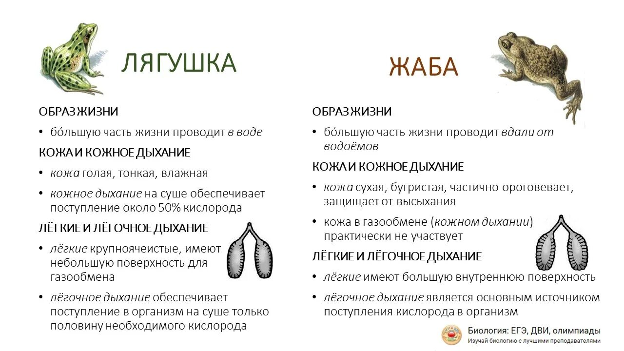 Дыхание лягушки в воде. Дыхание Жабы. Легочное дыхание лягушки. Дыхание жаб и лягушек. Лягушка ЕГЭ биология.