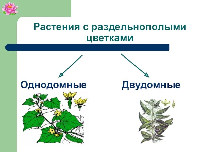 Обоеполые однодомные двудомные. Однодомные и двудомные растения. Однодомные и обоеполые растения. Раздельнополые и обоеполые растения. Растения однодомные и двудомные. Раздельнополые цветки однодомные.