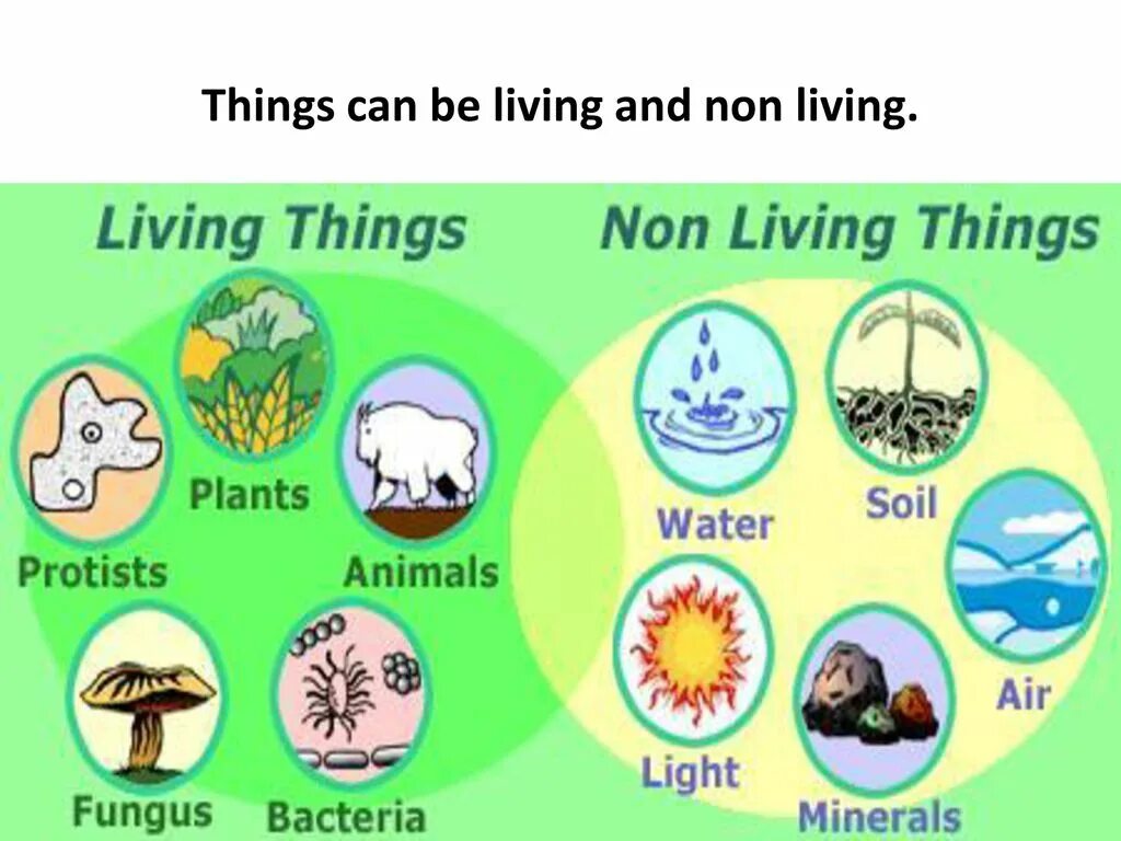 Living things and non Living things. Living non Living things for Kids. Living things картинки. Abiotic - non-Living.