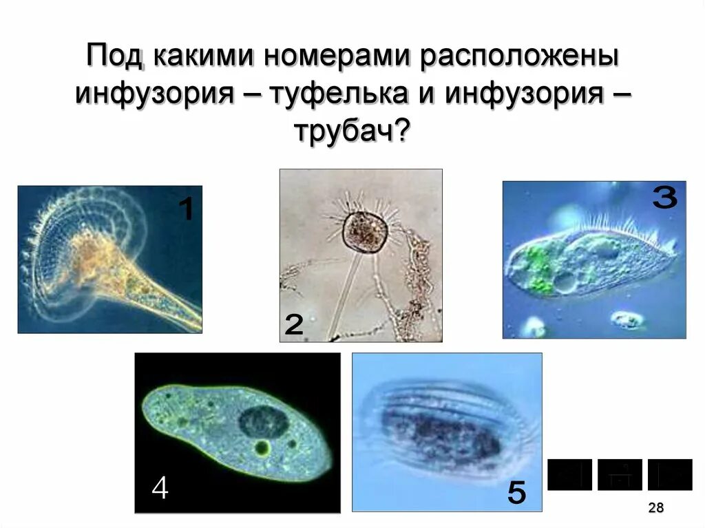 Одноклеточные. Одноклеточные животные. Одноклеточные животные представители. Одноклеточные организмы названия.