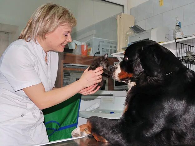 ветклиника доктор доктор во владимире. ветеринарная клиника баннер. ветлиенар макарова виктория. ветклиника доктор доктор во владимире. добрый доктор во владимире ветеринарная клиника на луначарского.