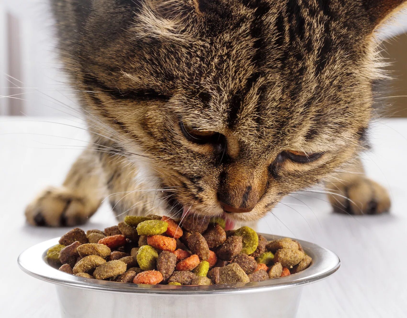 Еда для кошек. Кошка кушает. Еда для котиков. Корм для кошек. Сонник кормить кошек