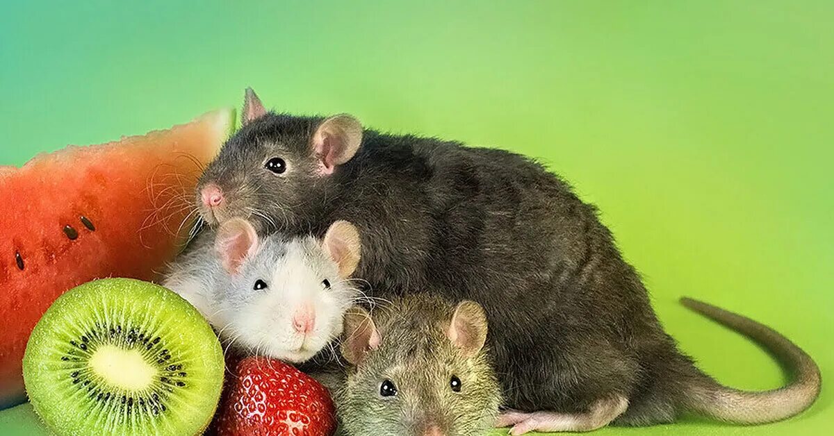 Можно крысам клубнику. Крыса фото. Домашние Грызуны. Красивые крысы. Крысы домашние.