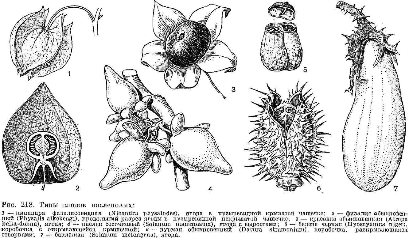 Какие типы плодов изображены на рисунке. Семейство Пасленовые строение плода. Строение и плодов пасленовых. Тип плода пасленовых. Семейство Пасленовые плод коробочка.