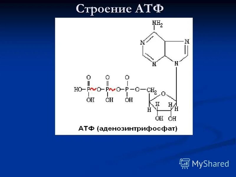 Продуктом является атф. Строение АТФ. Строение АТФ биохимия.