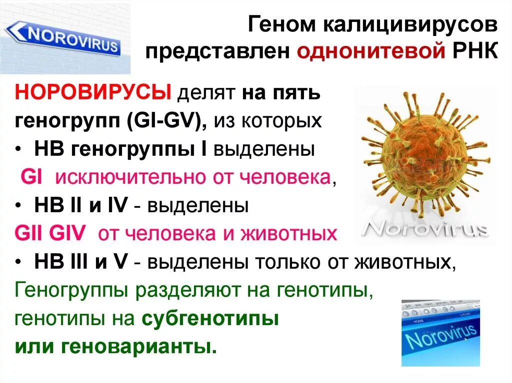 Норовирус геногруппы. РНК норовирус 2 генотипа что это. Калицивирус строение. Норовирусы микробиология.