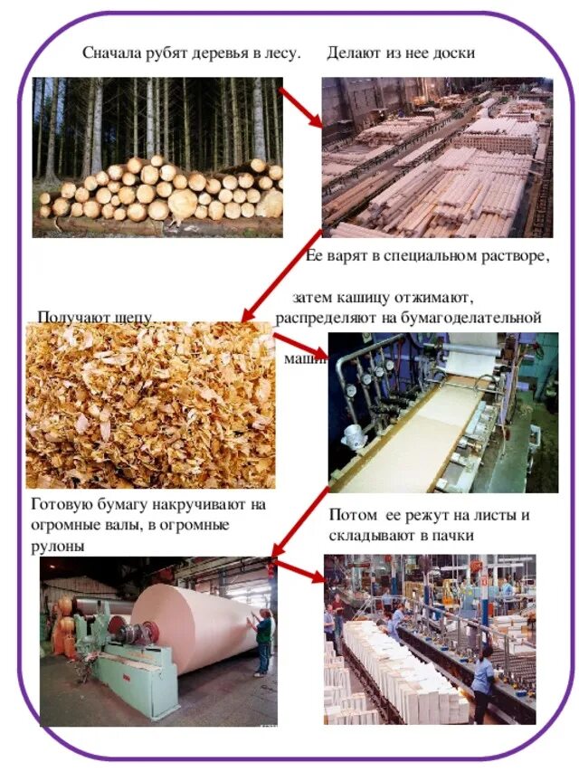 Деревья для производства бумаги. Бумагу изготавливают из древесины. Древесина для производства бумаги. Из чего изготавливают бумагу.