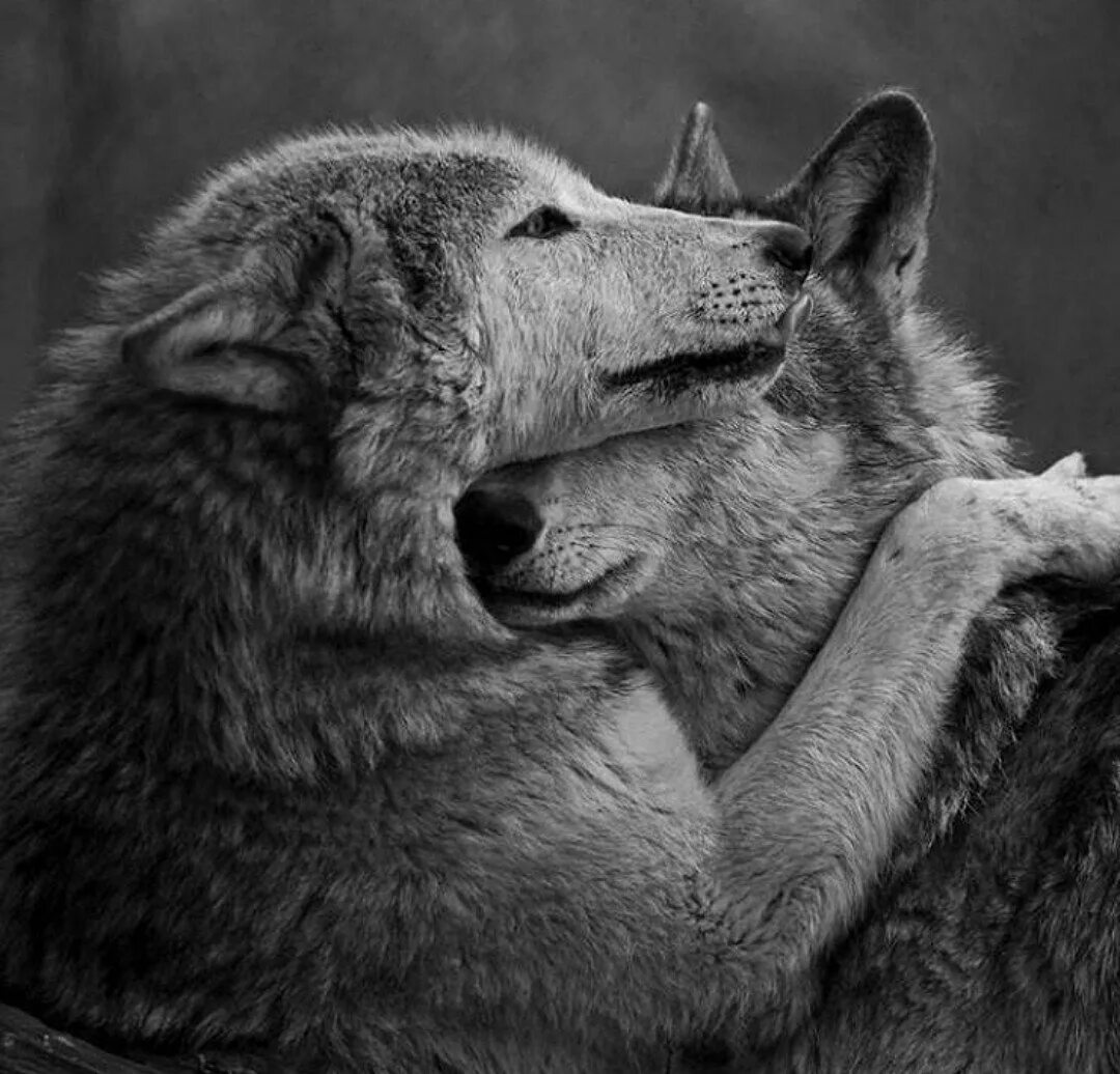Верность Волков волчице. Волк и волчица любовь. Влюбленные волки. Любовь Волков. Обнимая волка