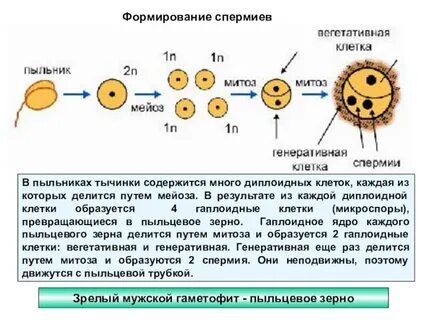 Яйцеклетка диплоидный или гаплоидный