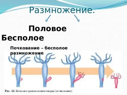 Кровеносная система кишечнополостных