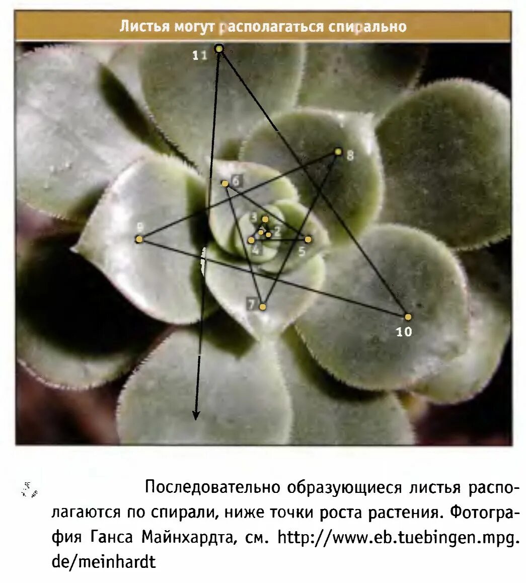 Контрольная работа по биологии за I полугодие (6 класс)