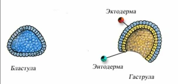 Гаструла нейрула зигота органогенез морула бластула. Бластула эктодерма. Строение бластулы. Зародышевая гаструляция гистология. Стадии развития бластула гаструла.