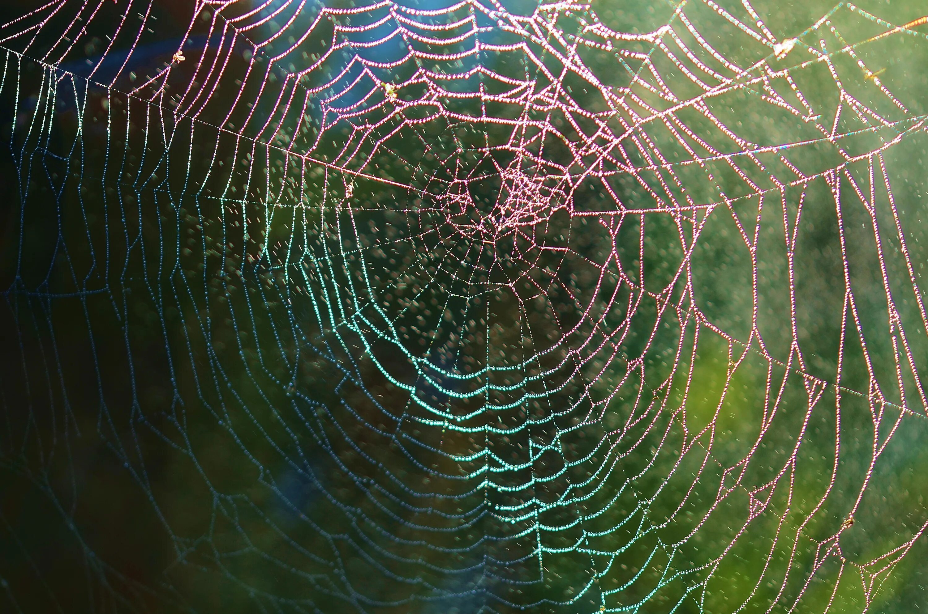 Spider web игра