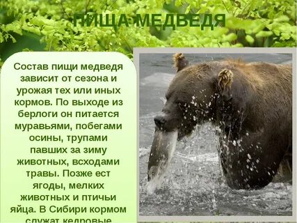 Рассказ про медведя