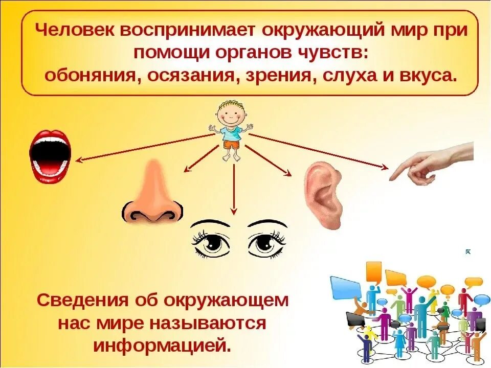 Какие органы чувств воспринимают информацию. Человек воспринимает окружающий мир с помощью. органы восприятия окружающего мира. познание мира через органы чувств. восприятие мира органами чувств.