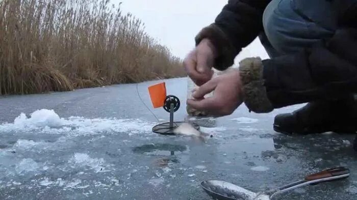 Ловля щуки на жерлицы зимой. Зимняя рыбалка на живца. Ловля щуки на живца зимой на жерлицы. Щука на жерлицы зимой. Живцы для зимней рыбалки