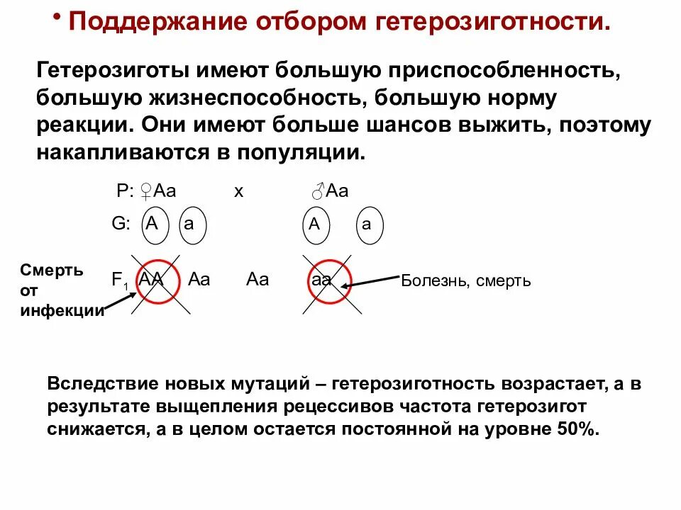 Гомозиготный генотип пример. Гетерозиготность. Гетерозиготность популяции. Гомозиготные и гетерозиготные организмы это. Генетика гетерозигота.