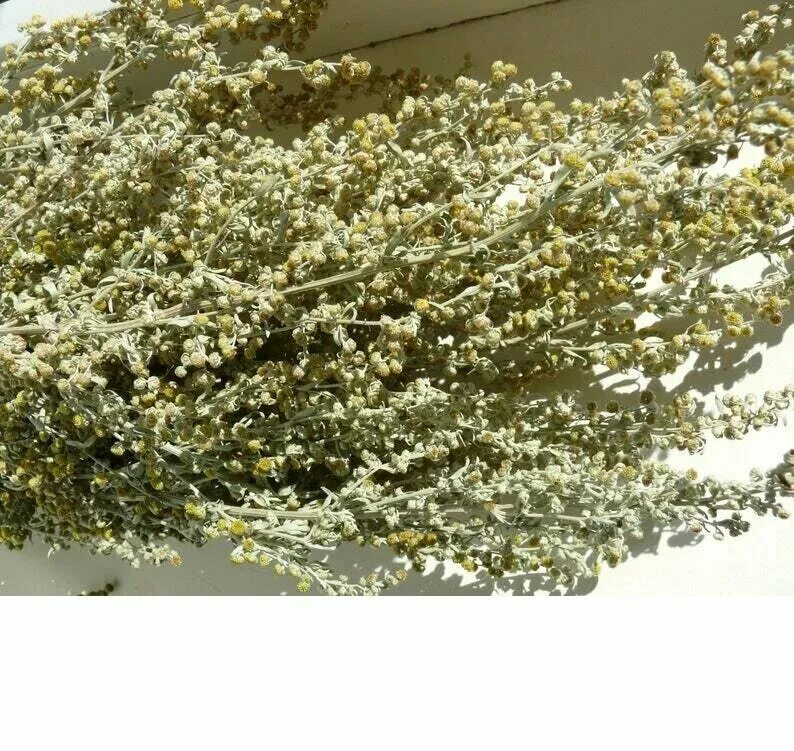 полынь трава сушеная. полынь горькая трава сушёная. полынь горькая сушеная. полынь чернобыльник веник. полынь горькая лрс.