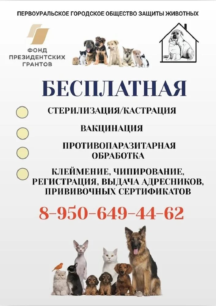 акция кастрация. бесплатная стерилизация бездомных животных. плакаты о стерилизации животных. стерилизация бездомных кошек. красноярск.