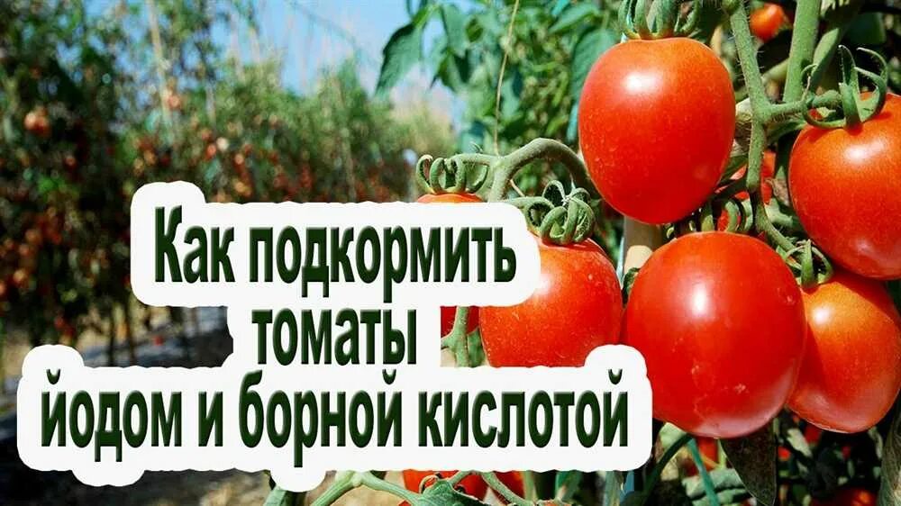 Подкормка помидор и огурцов борной кислотой. Борная кислота для томатов. опрыскивание томатов борной кислотой и йодом. подкормка помидор борной кислотой. удобрение йодом помидор.