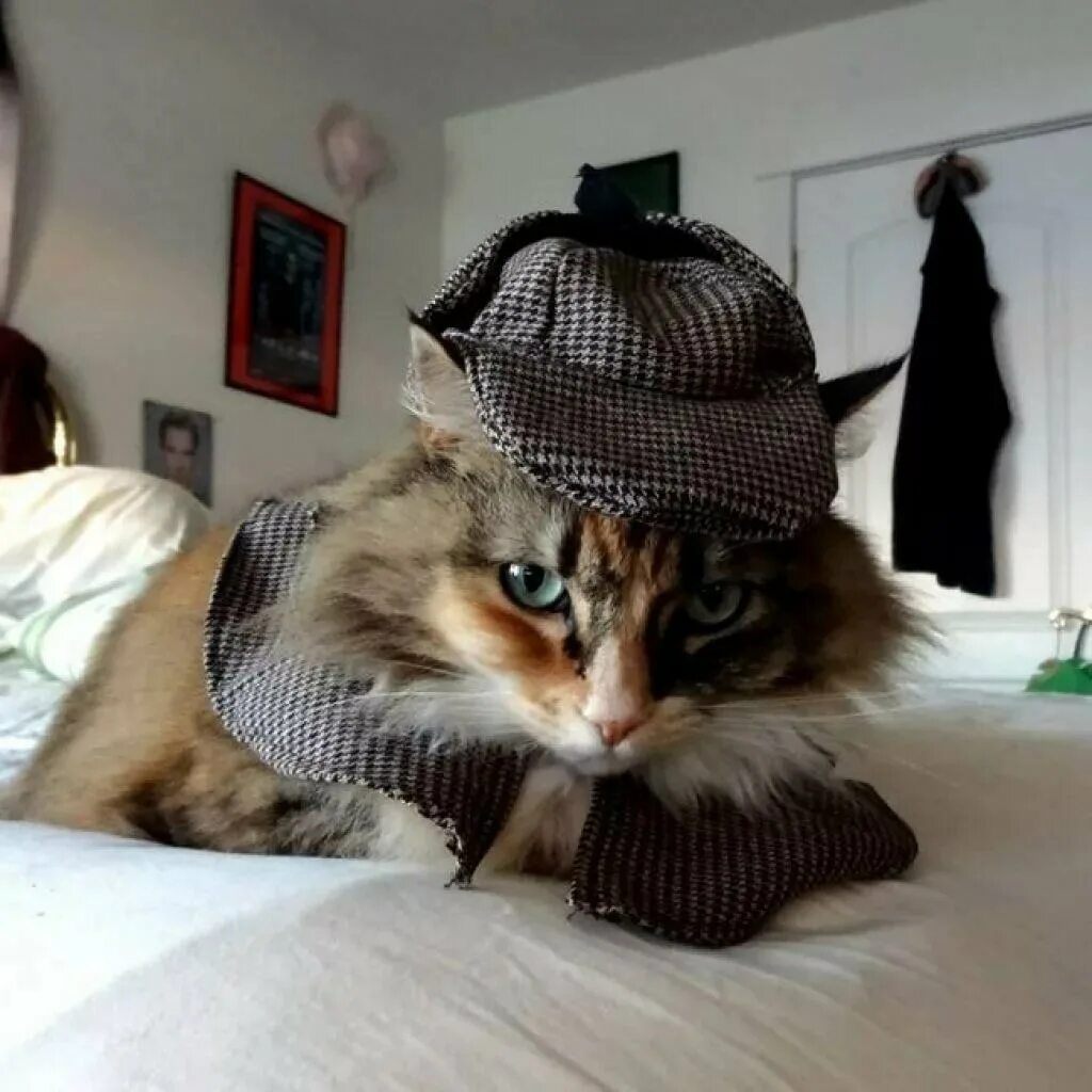 Сумасшедший котик. Сумасшедшие коты. Смешные кошачьи морды. Котики смешные. Шизанутый кот.