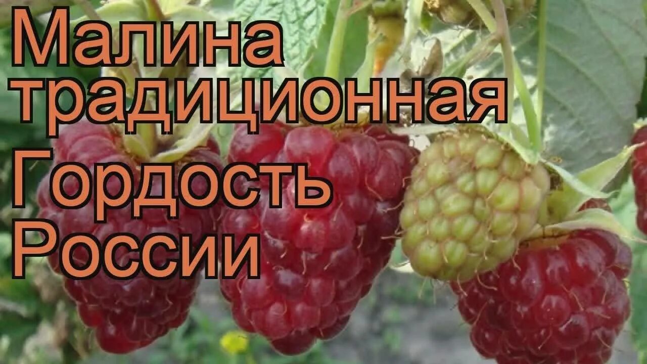 Малина гордость россии отзывы садоводов. Малина сорт гордость России. Малина гордость России ремонтантная. Малина сорт исполин. Малина гордость России описание сорта.