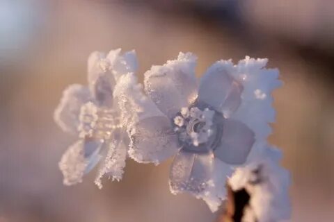 Хрупкая красота