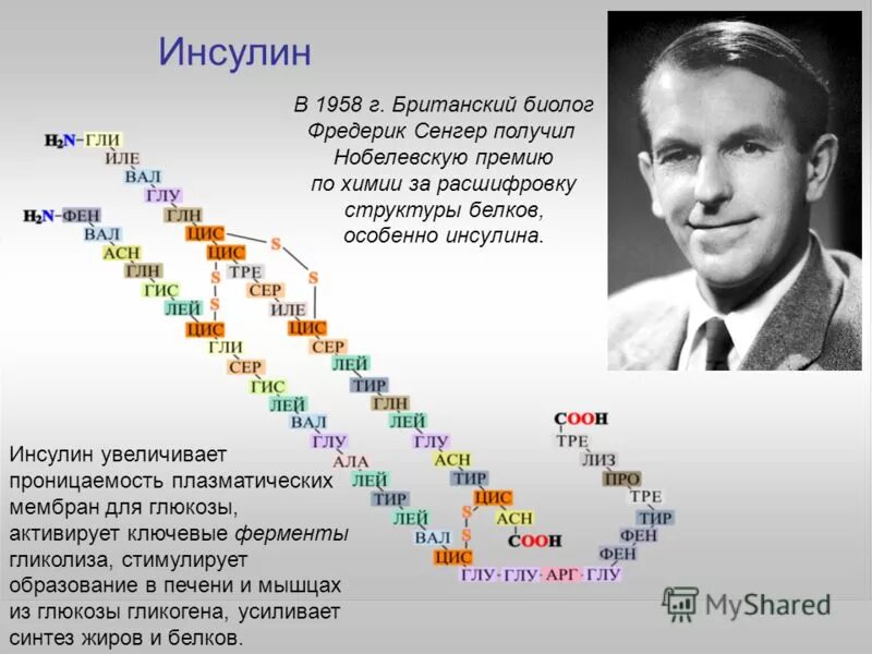 Инсулин усиливает