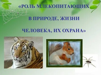 Какая роль млекопитающих в природе