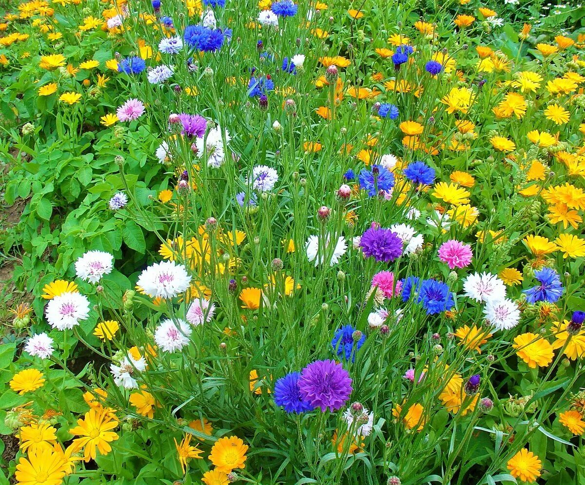 Васильки разных цветов. Василёк донской (centaurea tanaitica klok.). календула василек космея. садовые васильки однолетки. василек однолетник.