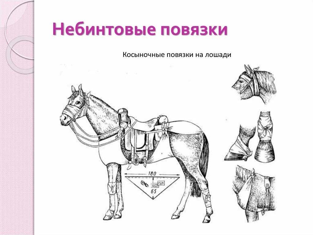 Техника наложения повязок животным. Повязка на лошади. Наложение повязок лошадям. Десмургия лошади. Десмургия косыночные повязки.