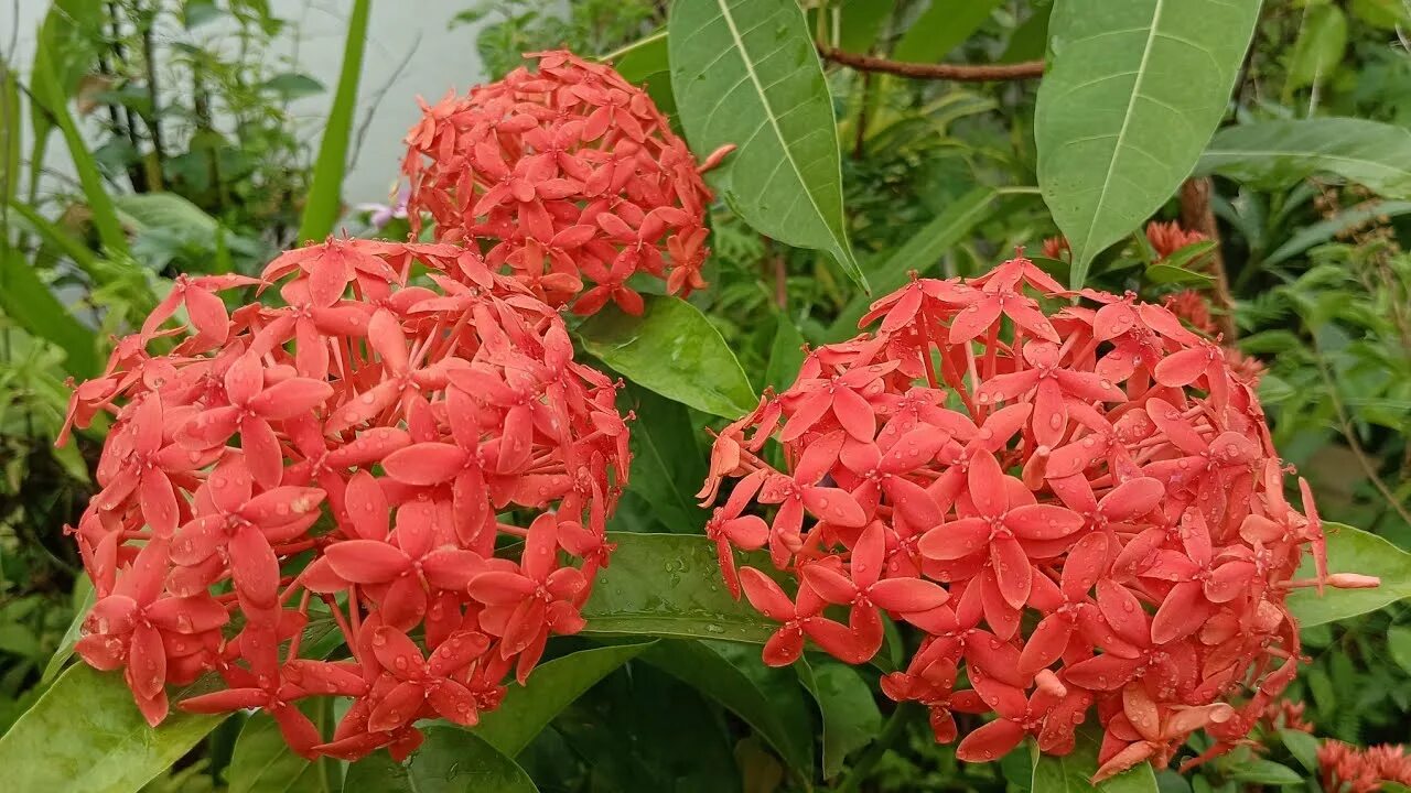 Иксора огэ. Иксора цветок. Тропические растения. Ixora. Иксора растение.