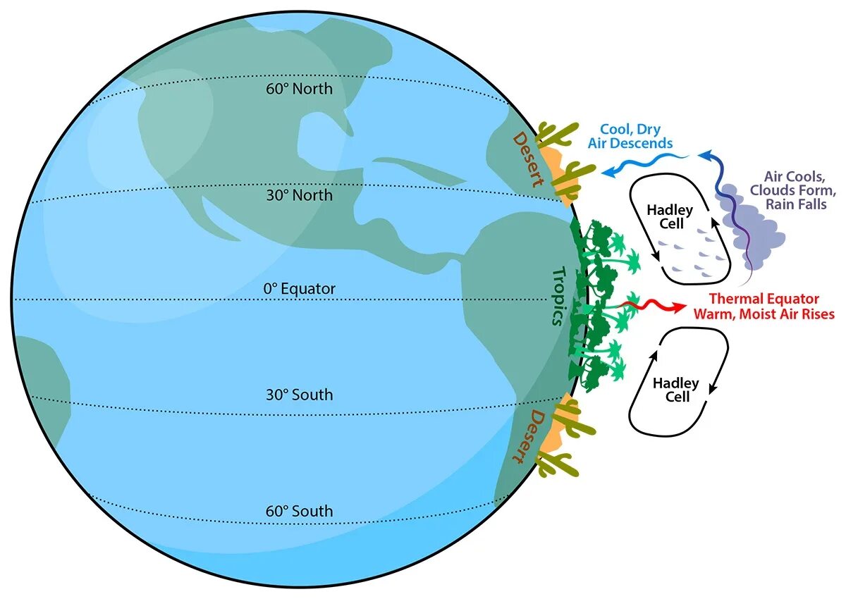 Циркуляция Хэдли. Ячейка Хэдли. Ячейки Хэдли и Ферреля. Циркуляция атмосферы - ячейки Хэдли.