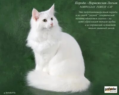 Буду порода