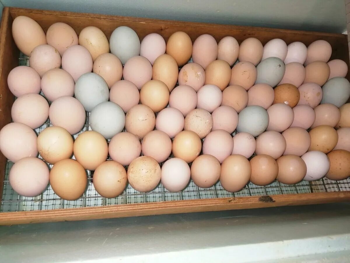 Сколько раз переворачивать яйца. Яйцо утиное инкубационное. Инкубационное яйцо несушки. Инкубаторы для утиных яиц немецких производителей. Инкубационные яйца в инкубаторе блиц.