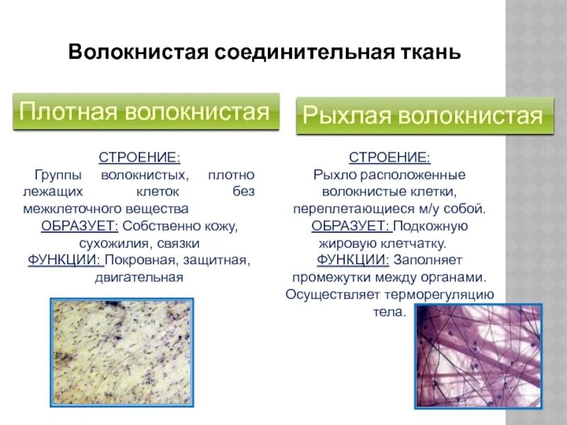 Плотные элементы. Рыхлая соединительная ткань Тип ткани. Рыхлая волокнистая соединительная ткань функции. Рыхлая волокнистая и плотная волокнистая соединительная ткань. Виды волокон рыхлой волокнистой соединительной ткани.