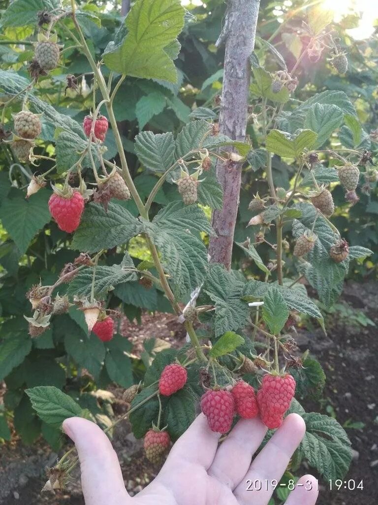 Малина галактика описание сорта. Малина сортов Пшехиба. Малиновое дерево Галактика. Малина Przehyba. Малина (малиновое дерево) Галактика.