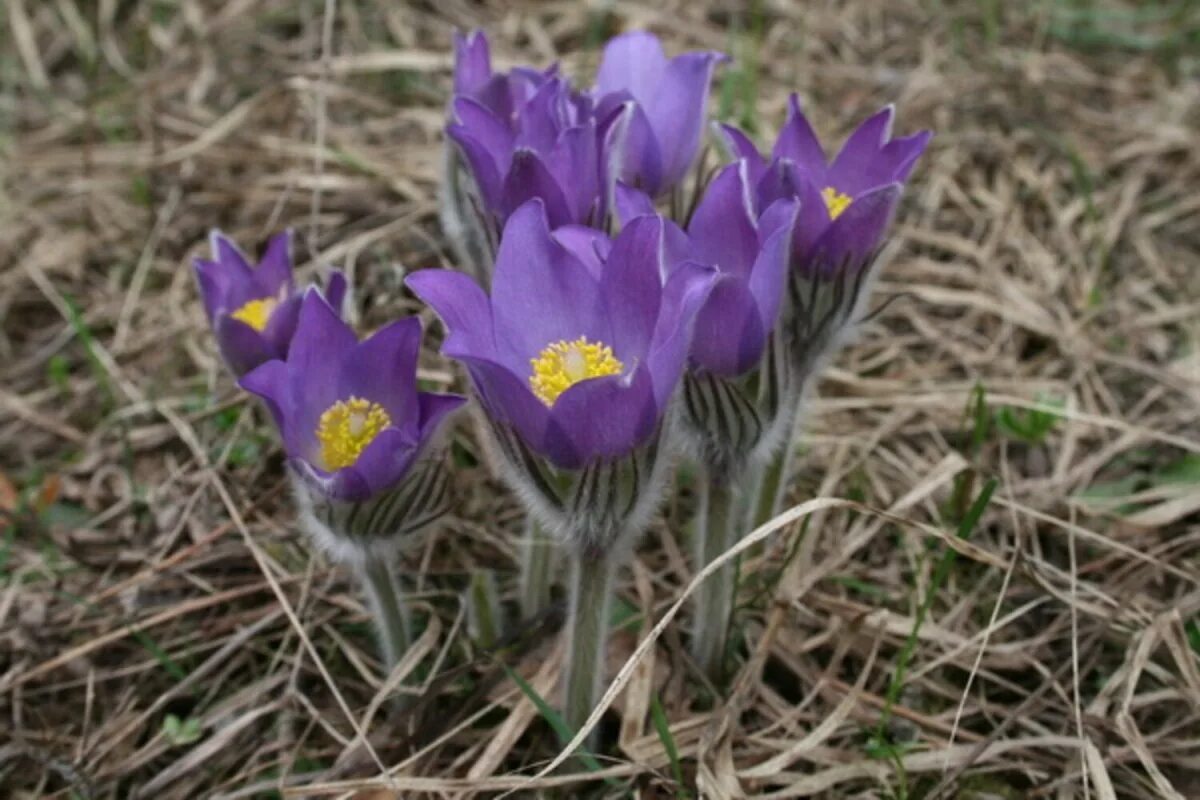 Прострел Луговой Pulsatilla pratensis. Прострел - сон трава. Прострел Луговой (сон-трава).. Прострел раскрытый первоцвет. Первоцветы беларуси