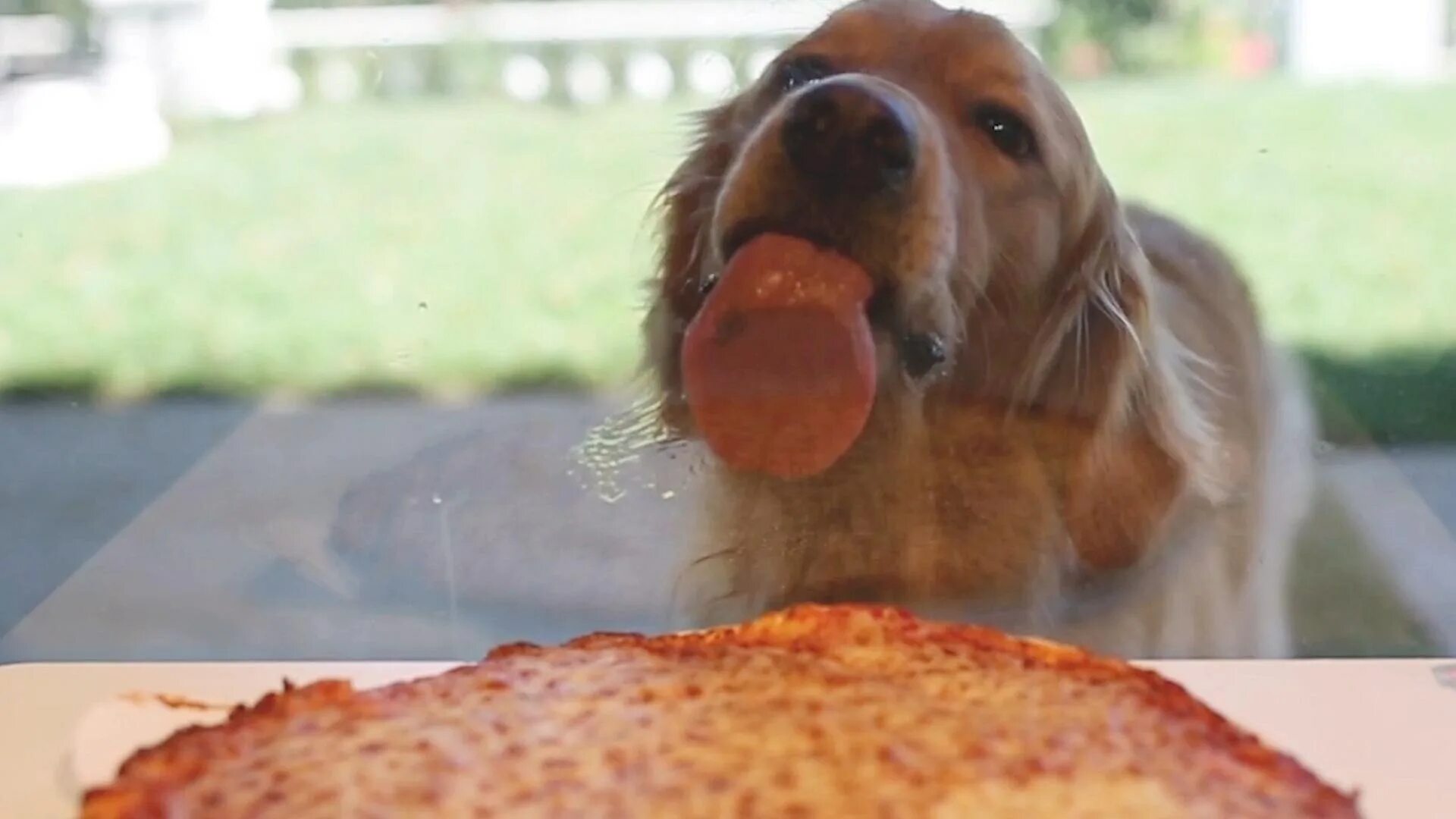 Собака и пицца. Животные с пиццей. Собака облизывается на вкусную. Несите мясо тут голодные собаки