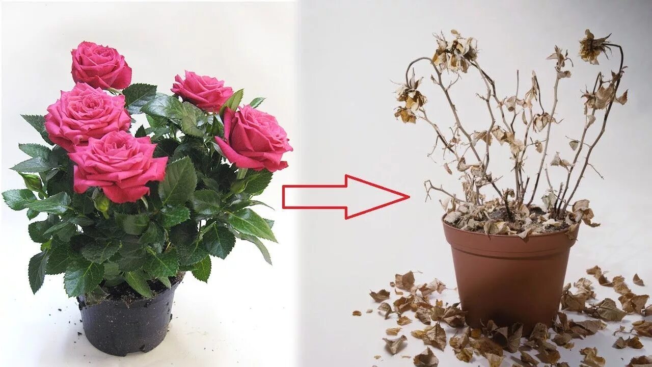 Как посадить розу купленную в горшке
