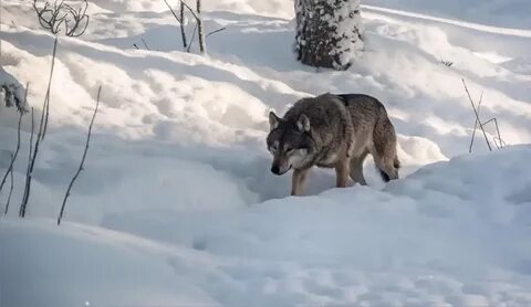 Волк пошел на реку
