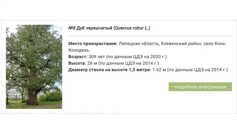 Дерево голосовать. Конкурс российское дерево года. Голосование за главное дерево страны. Российское дерево года 2023 голосование. Голосовать европейское дерево сроки.