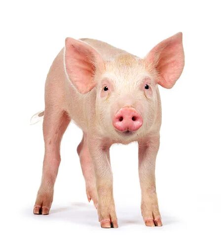Файл pig pdf был выложен. Самая красивая свинья фото. white pig. hampton pig.