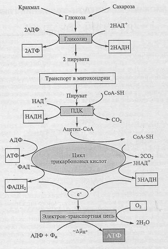 Образуется 2 атф в гликолизе. Общая схема дыхания растений гликолиз. Гликолиз Глюкозы схема. Гликолиз крахмала схема. Схема регуляции катаболизма Глюкозы.