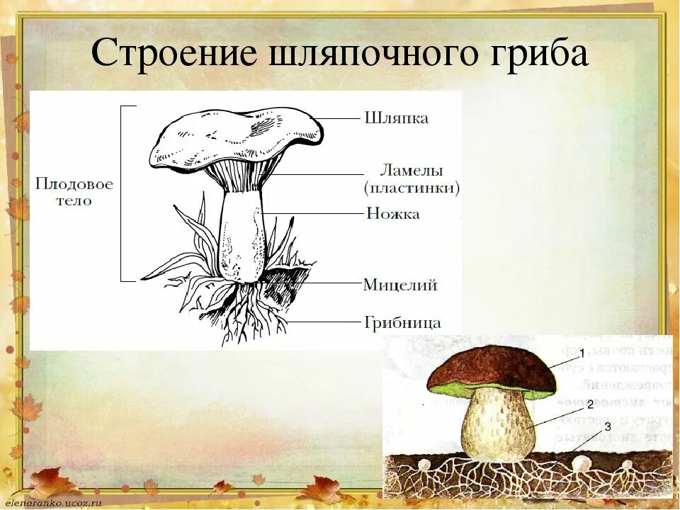 Главная часть любого гриба. Части шляаочного грибы. Строение шляпочного гриба строение. Схема плодовое тело шляпочного гриба. Строение шляпочных грибов.