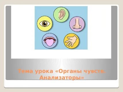 Органы чувств 7 класс биология